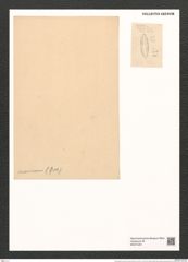 Dimerogramma marinum (Greg.) Ralfs. (de-Toni-Nr.: Genus 80, Species 2880) Zeichnungen Sammlung Grunow (NHMW-BOT-W0374281)